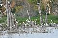 Cattle Egret Roost